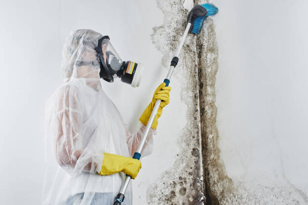 Crawl Space Mold Removal in Jonesville, LA